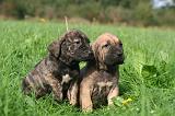 FILA BRASILEIRO 179